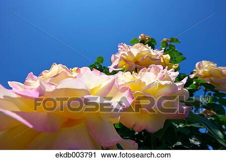 Roses and blue sky View Large Photo Image Stock Image - Roses and blue sky. Fotosearch