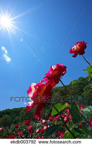 Roses and blue sky View Large Photo Image Stock Image - Roses and blue sky. Fotosearch