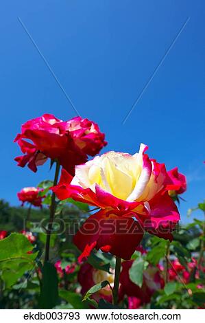 Roses and blue sky View Large Photo Image Stock Image - Roses and blue sky. Fotosearch