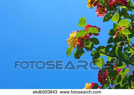 Roses and blue sky View Large Photo Image Stock Image - Roses and blue sky. Fotosearch