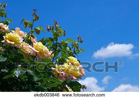 Stock Photograph - Roses and blue sky. Fotosearch