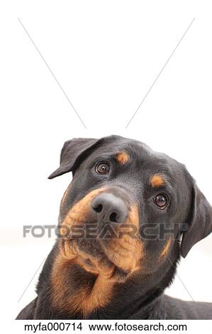 Rottweiler View Large Photo Image Picture - Rottweiler. Fotosearch
