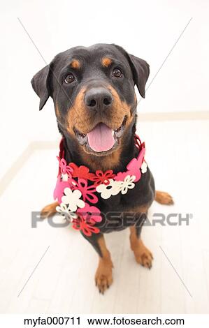 Rottweiler View Large Photo Image Stock Image - Rottweiler. Fotosearch