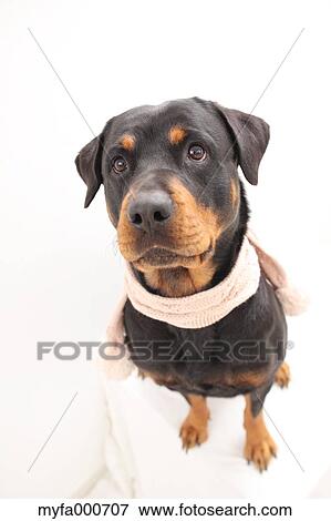 Rottweiler View Large Photo Image Stock Photo - Rottweiler. Fotosearch