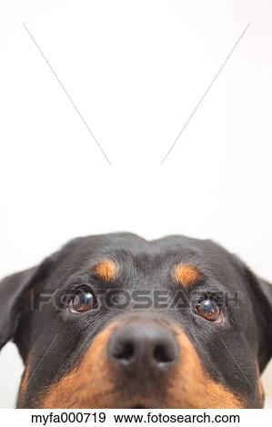 Stock Photo - Rottweiler. Fotosearch