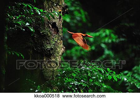 Ruddy Kingfisher View Large Photo Image Stock Photo - Ruddy Kingfisher. Fotosearch