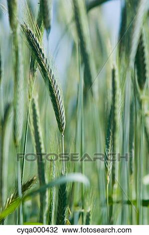 Rye ears View Large Photo Image Stock Image - Rye ears. Fotosearch