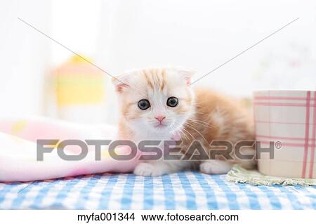 Picture - Scottish Fold. Fotosearch