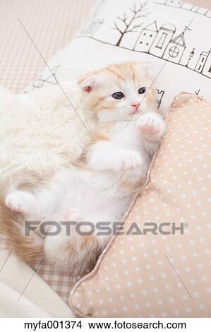Scottish Fold View Large Photo Image Picture - Scottish Fold. Fotosearch