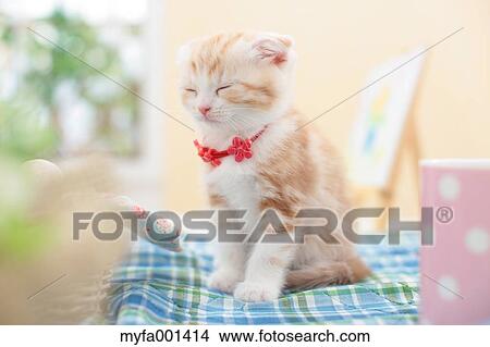 Scottish Fold View Large Photo Image Picture - Scottish Fold. Fotosearch