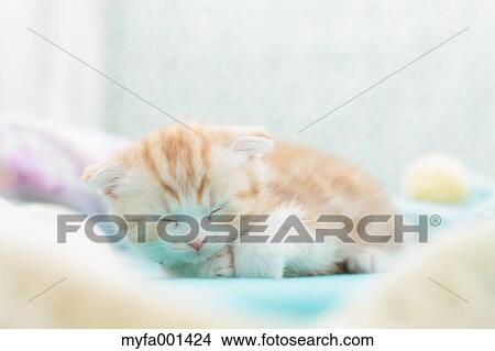 Scottish Fold View Large Photo Image Picture - Scottish Fold. Fotosearch