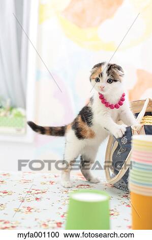 Scottish Fold View Large Photo Image Stock Image - Scottish Fold. Fotosearch