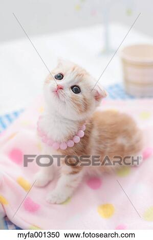 Stock Image - Scottish Fold. Fotosearch