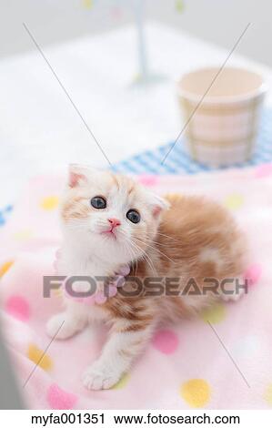 Scottish Fold View Large Photo Image Stock Image - Scottish Fold. Fotosearch