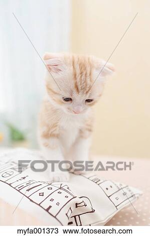 Scottish Fold View Large Photo Image Stock Image - Scottish Fold. Fotosearch
