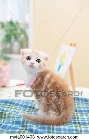 Scottish Fold View Large Photo Image Stock Image - Scottish Fold. Fotosearch