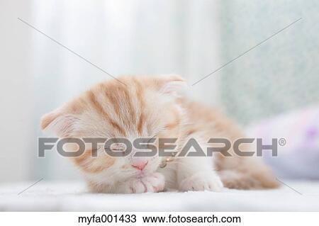 Stock Image - Scottish Fold. Fotosearch