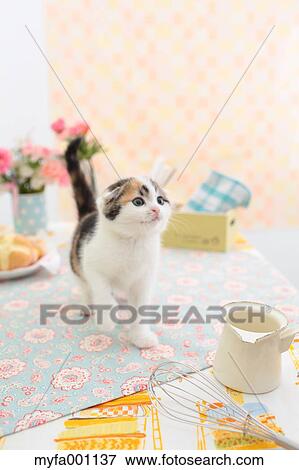 Scottish Fold View Large Photo Image Stock Photo - Scottish Fold. Fotosearch