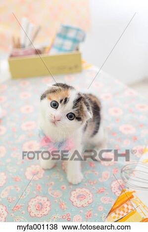 Scottish Fold View Large Photo Image Stock Photo - Scottish Fold. Fotosearch