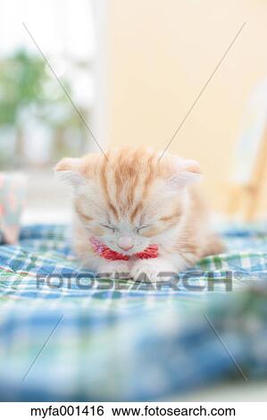 Scottish Fold View Large Photo Image Stock Photograph - Scottish Fold. Fotosearch