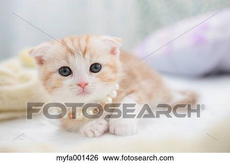 Stock Photograph - Scottish Fold. Fotosearch