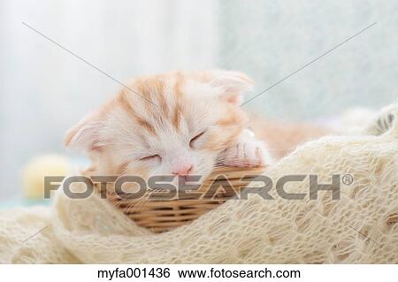 Stock Photograph - Scottish Fold. Fotosearch