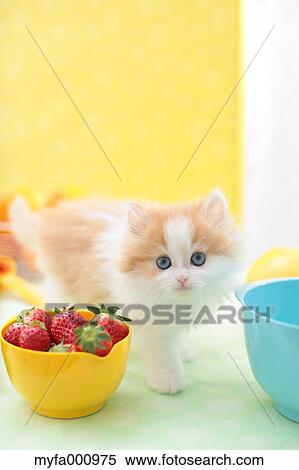 Scottish Fold View Large Photo Image Stock Photography - Scottish Fold. Fotosearch