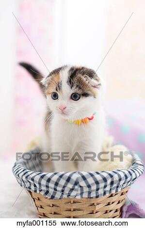 Stock Photography - Scottish Fold. Fotosearch