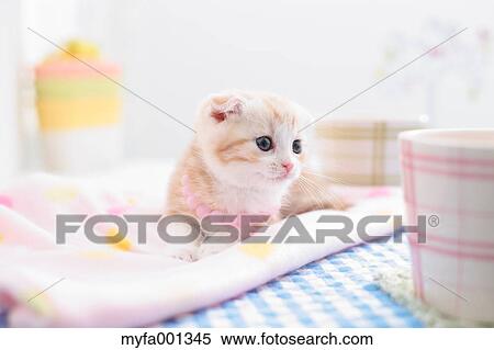 Scottish Fold View Large Photo Image Stock Photography - Scottish Fold. Fotosearch