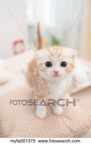 Scottish Fold View Large Photo Image Stock Photography - Scottish Fold. Fotosearch