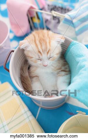 Scottish Fold View Large Photo Image Stock Photography - Scottish Fold. Fotosearch