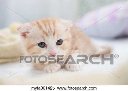 Scottish Fold View Large Photo Image Stock Photography - Scottish Fold. Fotosearch