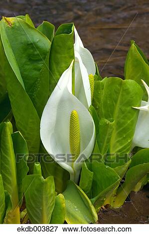 Skunk cabbage flowers View Large Photo Image Stock Photo - Skunk cabbage flowers. Fotosearch