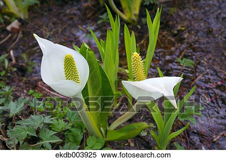 Skunk cabbage flowers View Large Photo Image Stock Photography - Skunk cabbage flowers. Fotosearch