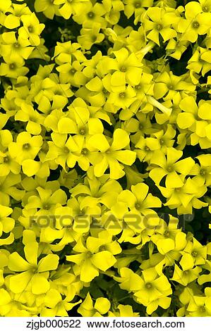 Sorrel flowers View Large Photo Image Stock Image - Sorrel flowers. Fotosearch