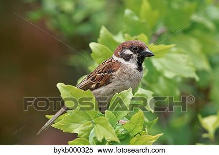 Stock Photography - Sparrow on tree. Fotosearch