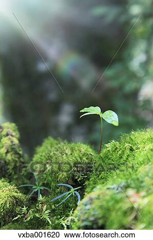 Sprouting leaf View Large Photo Image Stock Image - Sprouting leaf. Fotosearch