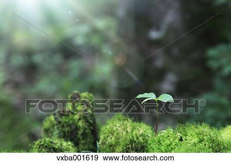 Stock Photo - Sprouting leaf. Fotosearch