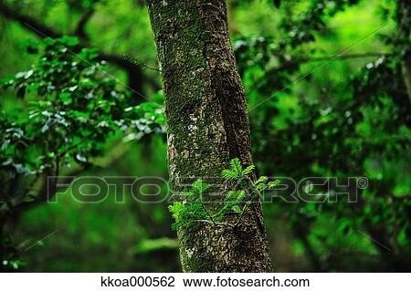Stock Image - Sprouting leaves and tree. Fotosearch