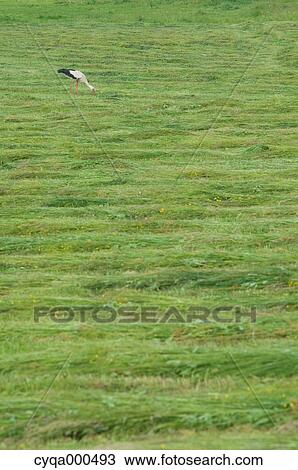Stock Image - Stork on grassland. Fotosearch