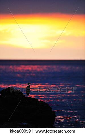 Stock Image - Sunrise at Meoto Iwa, Mie Prefecture. Fotosearch