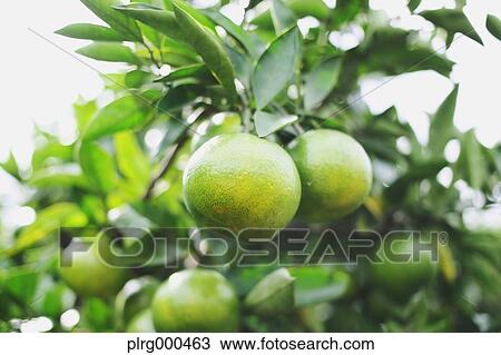 Stock Image - Tangerines. Fotosearch