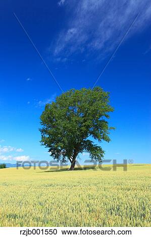 The tree of philosophy, Hokkaido View Large Photo Image Stock Image - The tree of philosophy, Hokkaido. Fotosearch