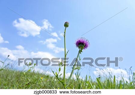 Thistles View Large Photo Image Stock Image - Thistles. Fotosearch
