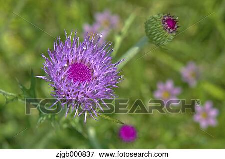 Stock Photo - Thistles. Fotosearch