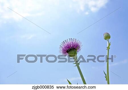 Thistles View Large Photo Image Stock Photography - Thistles. Fotosearch