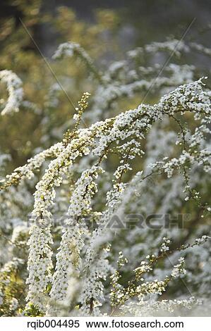 Stock Photography - Thunberg Meadowsweet. Fotosearch