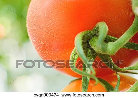 Tomatoes View Large Photo Image Picture - Tomatoes. Fotosearch