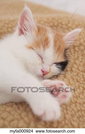Picture - Tortoiseshell cat. Fotosearch