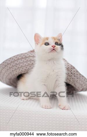 Tortoiseshell cat View Large Photo Image Picture - Tortoiseshell cat. Fotosearch